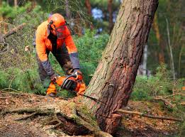 Trusted Fredericktown, OH Tree Removal and Landscaping Services Experts